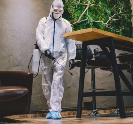 Reliable Pest Control Auckland Services for a Bug-Free Home