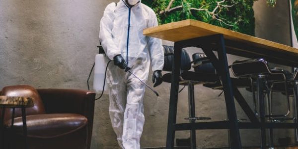 Reliable Pest Control Auckland Services for a Bug-Free Home