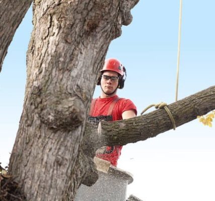 Lufkin Environmental Trusted Tree Service Springfield for Every Season